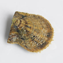 Load image into Gallery viewer, Single Oyster Round Pearl | Pre Order